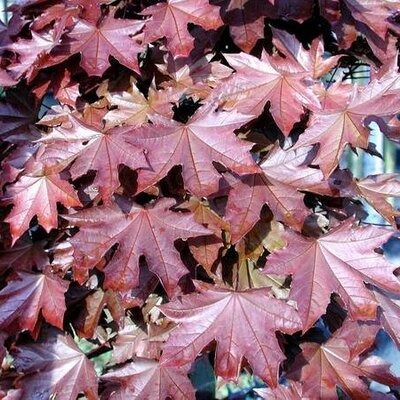 Acer Platanoides 'Crimson Sentry' - 65L - 1/2 Std - 100cm clear stem