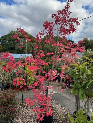 Acer X Freemanii 'Autumn Blaze' 35L