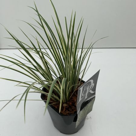 Acorus Calamus Argenteostriatus 2L (Sweet Flag)