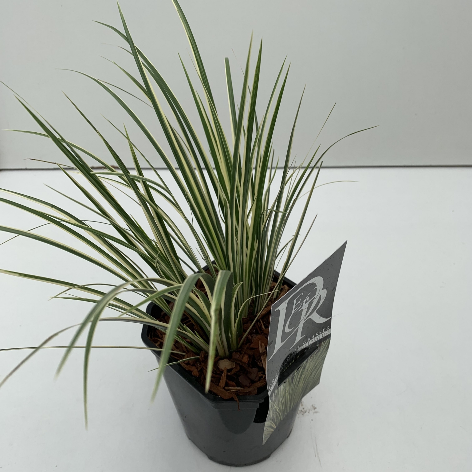 Acorus Calamus Argenteostriatus 2L (Sweet Flag) - Windlestone Nursery ...