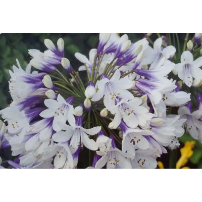 Agapanthus Africanus Twister 3L (African Lily)