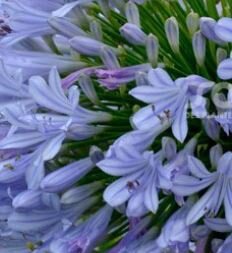 Agapanthus 'Blue Infinity' - 9L - 30cm