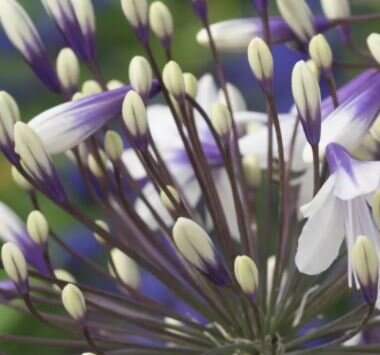 Agapanthus 'Fireworks'® - 9L - 30cm