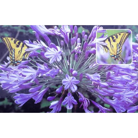 Agapanthus Intermedius 3L (African Lily)