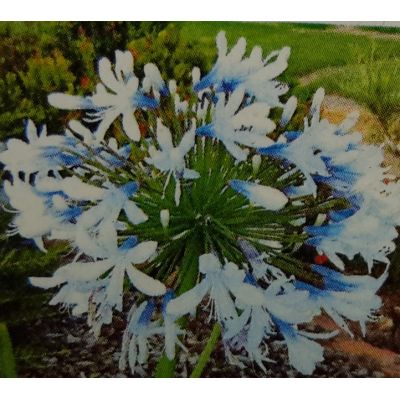 Agapanthus Orientalis Queen Mum 9L (African Lily)