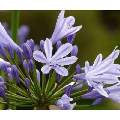 Agapanthus Umbellatus - image 1