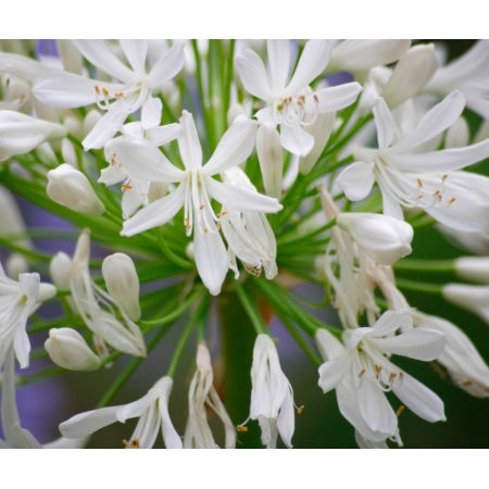 Agapanthus Umbellatus Albus - image 1