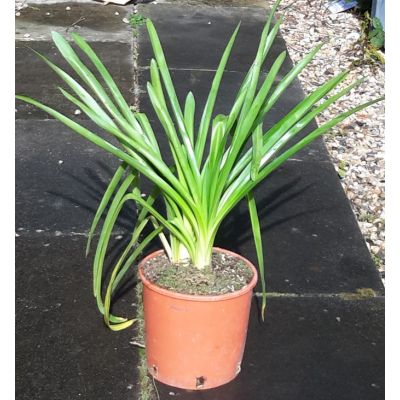 Agapanthus Umbellatus Albus - image 2