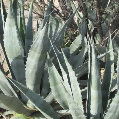 Agave - Blue/Green - 9L - 40cm