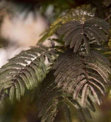 Albizia Julibrissin Chocolate Fountain® - Half Std.  - 15L - 0.9m