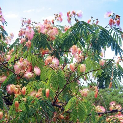 Albizia Julibrissin Ombrella  (Persian Silk Tree) - 60L- 250cm - image 2