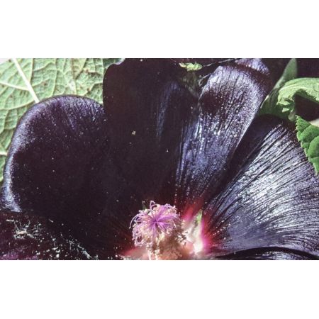 Alcea Rosea Blacknight 2L (Hollyhock)