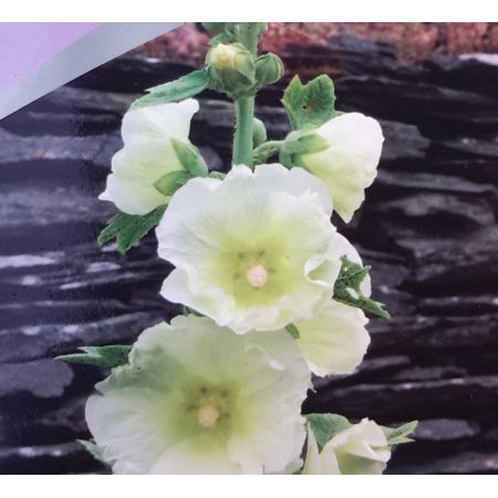 Alcea Rosea Sunshine 2L (Hollyhock)