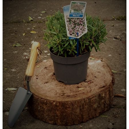 Andromeda Polifolia Blue Ice (Bog Rosemary) 2L