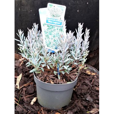 Andromeda polifolia 'Blue Lagoon' (Bog Rosemary) 2L