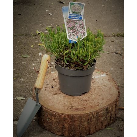 Andromeda Polifolia Compacta (Bog Rosemary) 2L