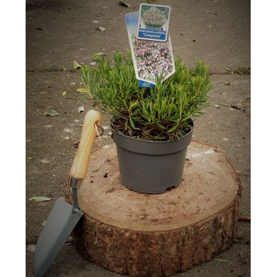 Andromeda Polifolia Compacta (Bog Rosemary) 2L