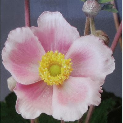 Anemone Hupehensis Rose 2L (Japanese Anemone)