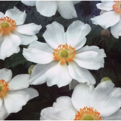 Anemone Hybrid White 2L (Japanese Anemone)