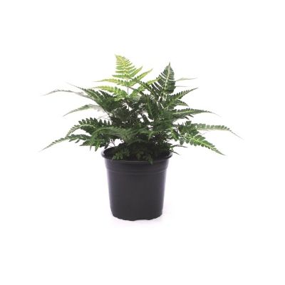 Arachnoides aristata 'Variegata' 0,5L (Variegated Shield fern)