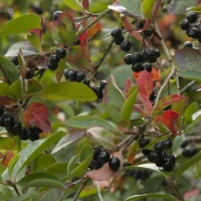 Aronia prunifolia Viking -2L (Chokeberry)