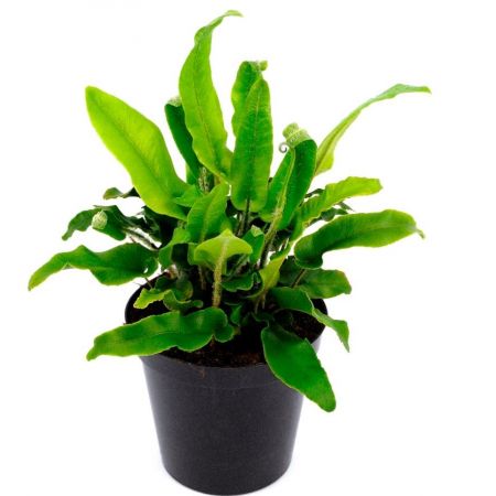 Asplenium Scolopendrium - 5L (Hart's Tongue fern)