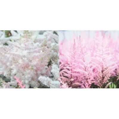 Astilbe-  Pink 2L (False Goat's Beard)