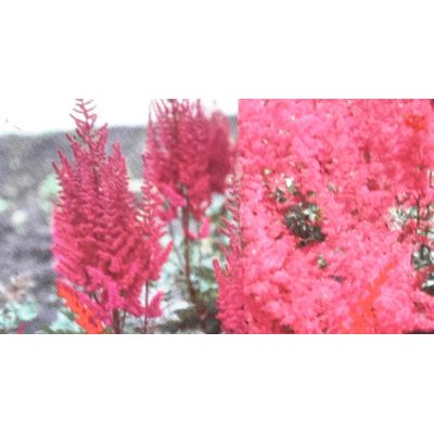 Astilbe Red 2L  (False Goat's Beard)