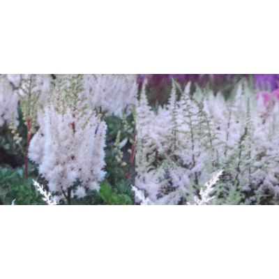 Astilbe White 2L  (False Goat's Beard)