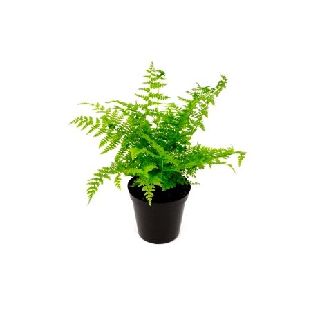 Athyrium filix-femina - 2L (Female fern)