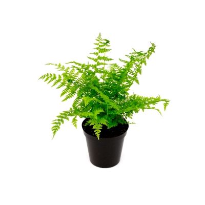 Athyrium filix-femina - 2L (Female fern)