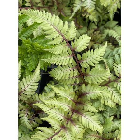 Athyrium niponicum Pictum (Painted Lady fern) - 1L