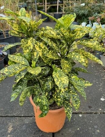 Aucuba Crotonifolia  9L - 50cm (Spotted Laurel)