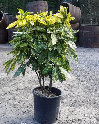 Aucuba Jap.Crotonifolia - 9L - 0.8m  (Spotted Laurel)