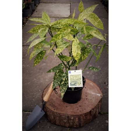 Aucuba Japonica Golden King  (Spotted Laurel) 2L