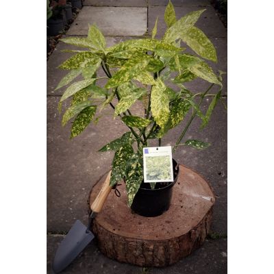 Aucuba Japonica Golden King  (Spotted Laurel) 2L