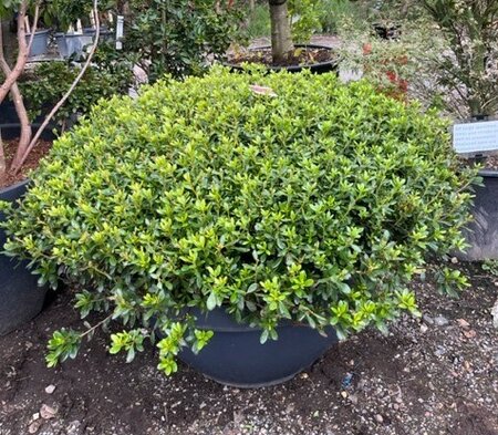 Azalea japonica 'Aladdin Scout' 160L