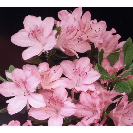 Azalea japonica  'Blaauw's Pink'  3L