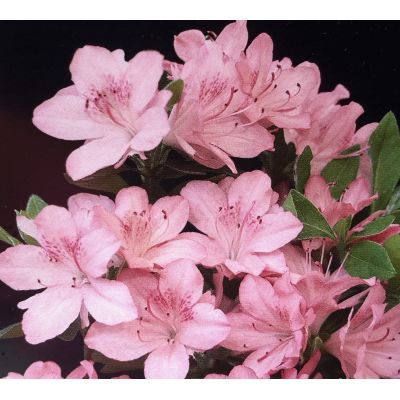 Azalea japonica  'Blaauw's Pink'  3L