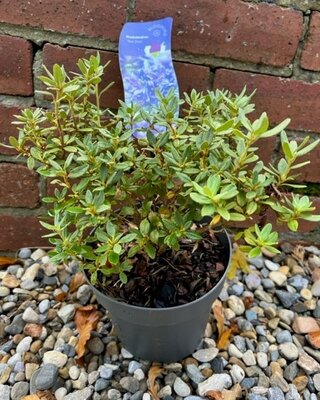 Azalea japonica 'Blue Silver' 2L