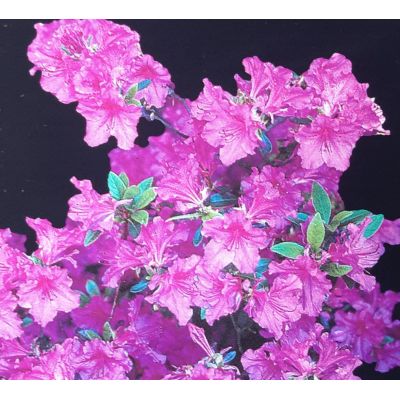 Azalea japonica 'Geisha Purple' 2L