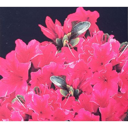 Azalea japonica 'Geisha Red' 2L