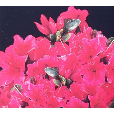 Azalea japonica 'Geisha Red' 2L