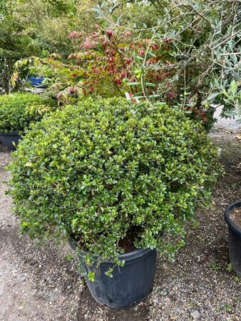 Azalea japonica  'Stewartonian' Ball 80L