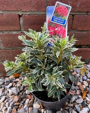 Azalea Silver Sword 2L