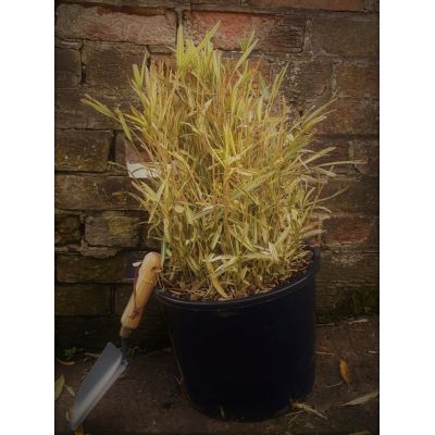 Bambusa Sasa Nana Variegata (Bamboo) - image 1