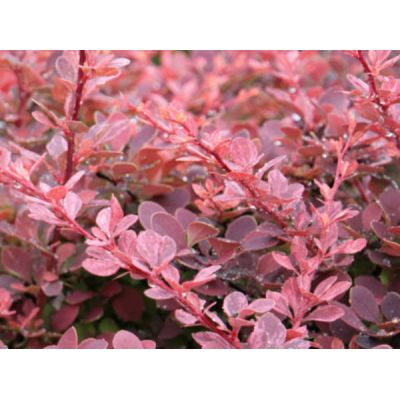 Berberis Thumbergii Atropurpurea 18L