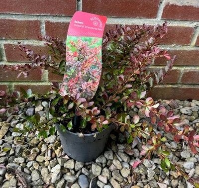 Berberis Thumbergii Atropurpurea Nana 2L