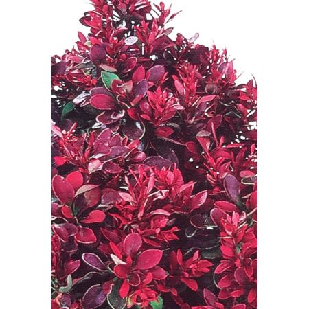 Berberis Thumbergii Bagatelle 2L