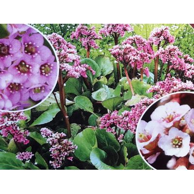 Bergenia Cordifolia 1L